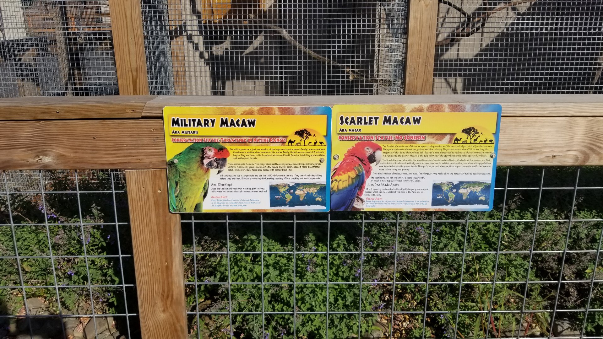Animal Adventure Park - Macaws