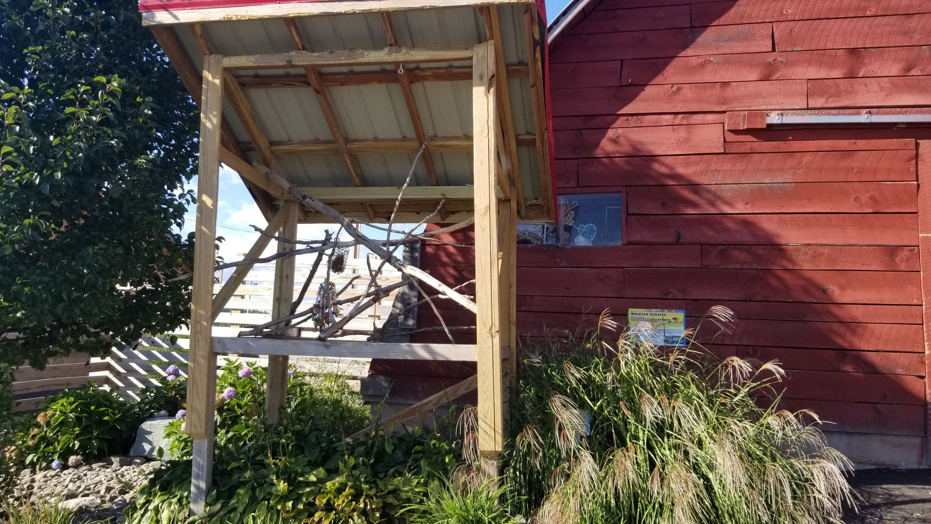 Animal Adventure Park - Moluccan cockatoo