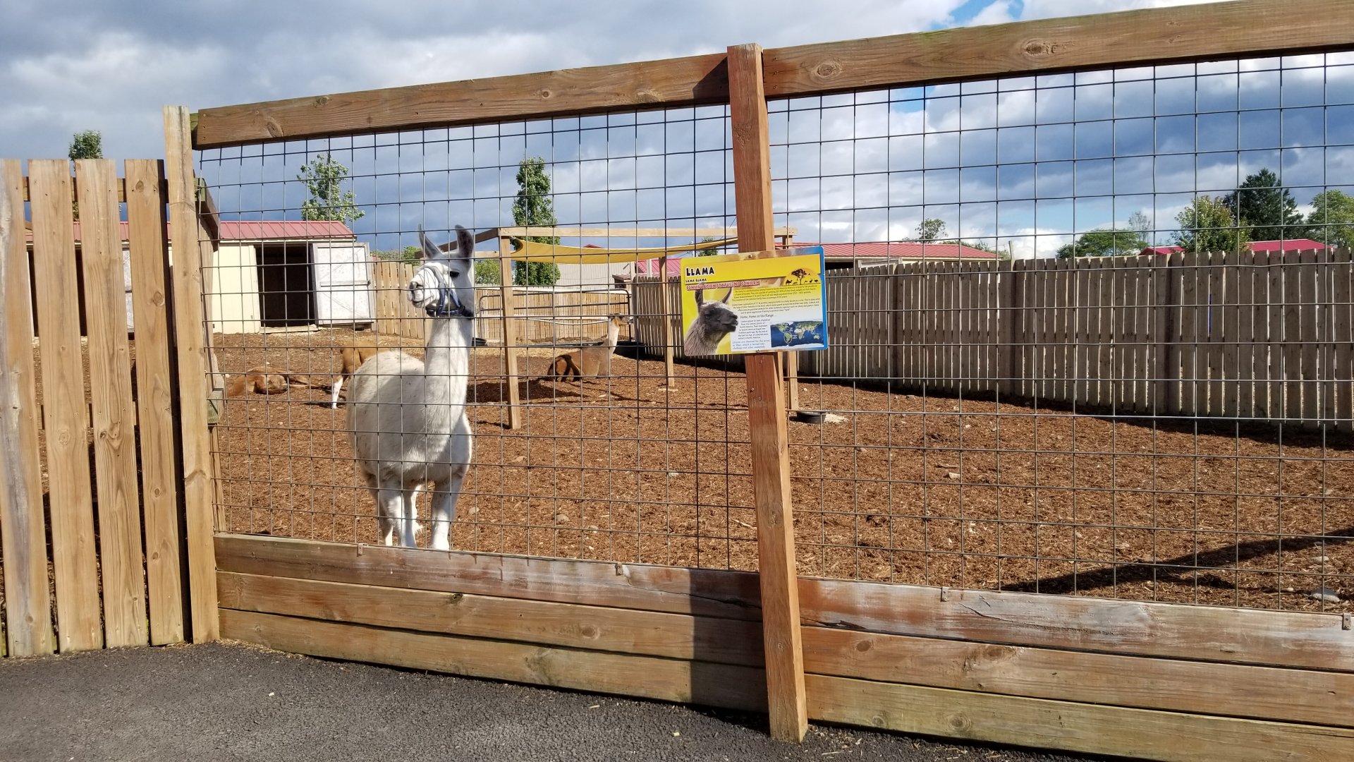 Animal Adventure Park - More llamas