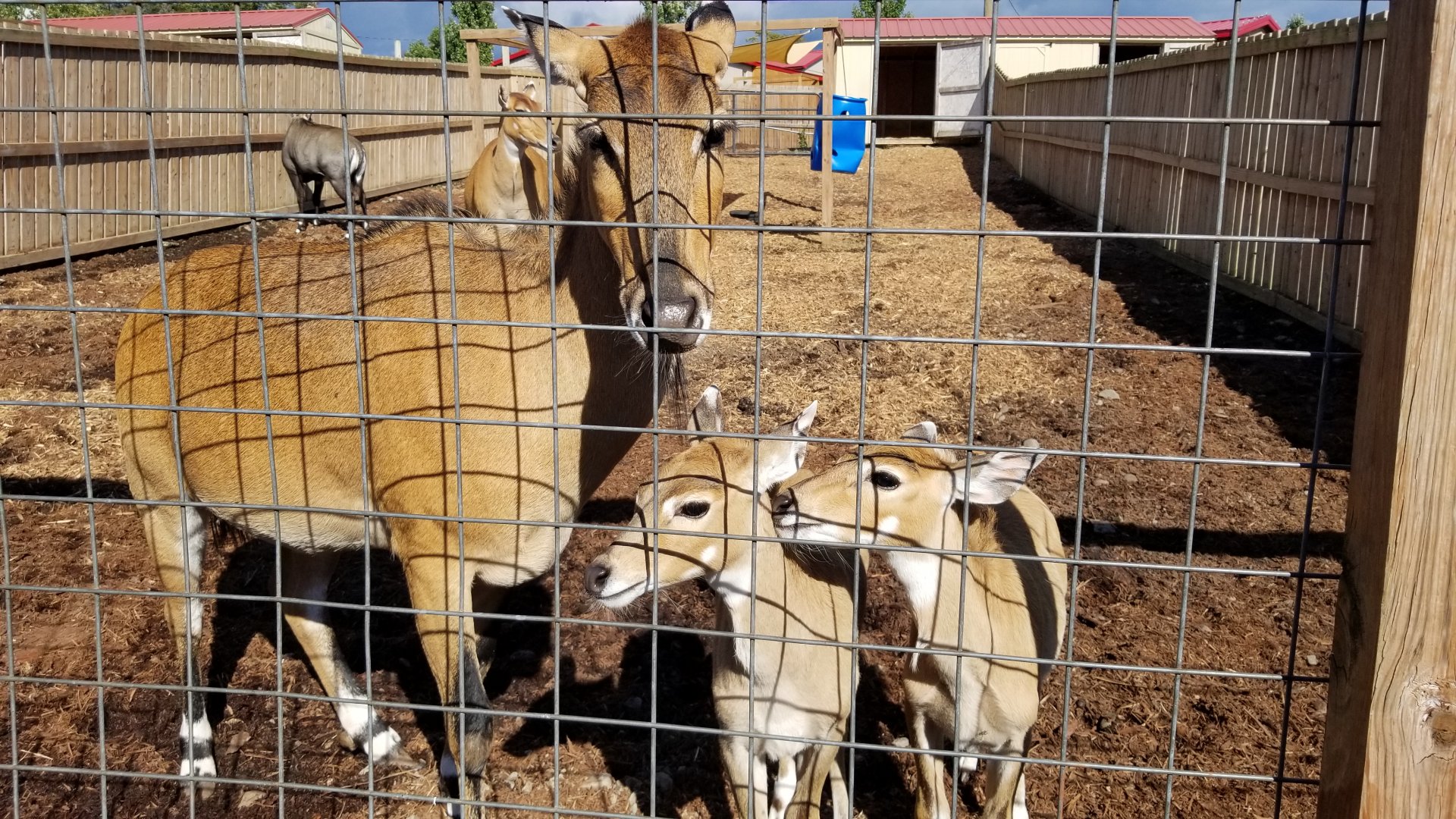Animal Adventure Park - Nilgai mother and six week old twins