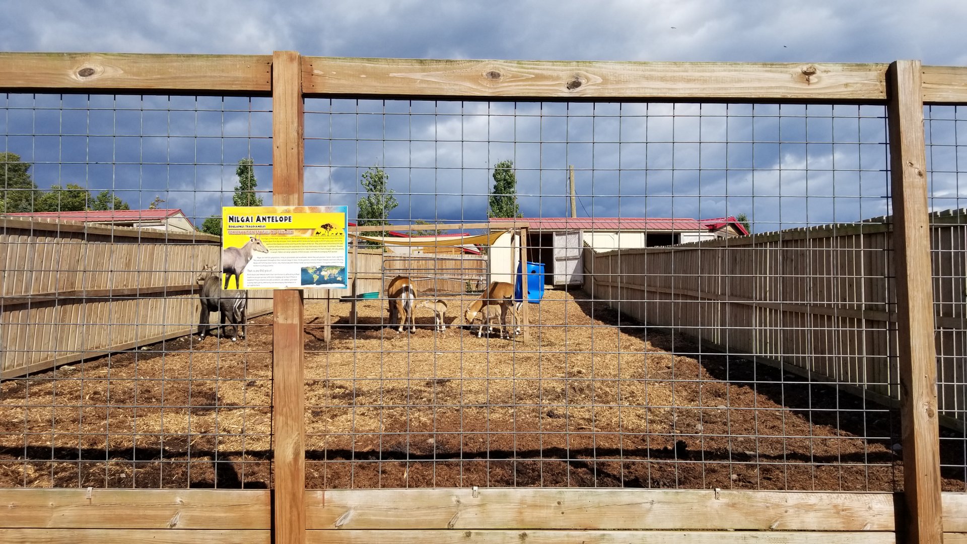 Animal Adventure Park - Nilgai