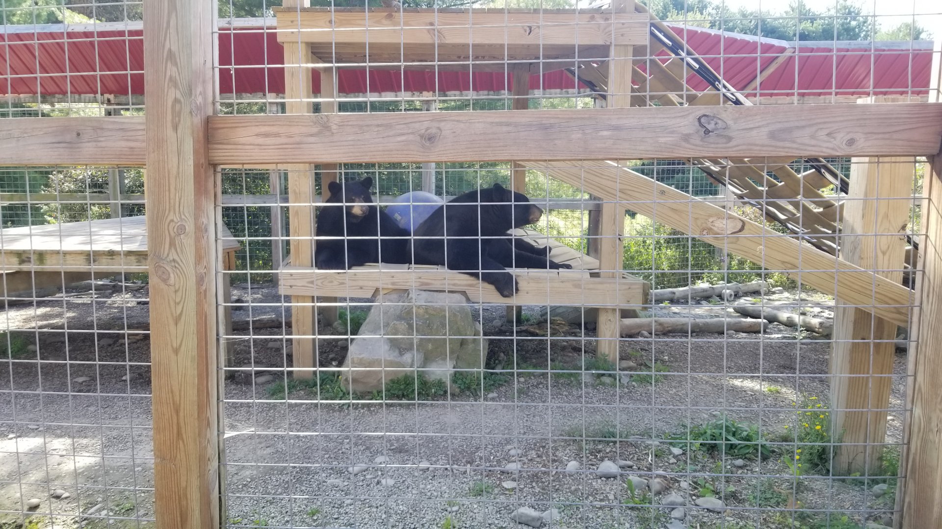 Animal Adventure Park - North American black bear