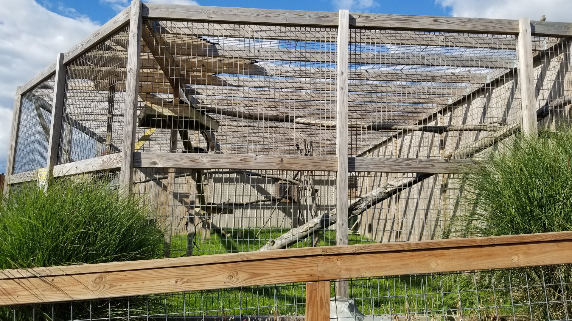 Animal Adventure Park - "Palawan" Binturong