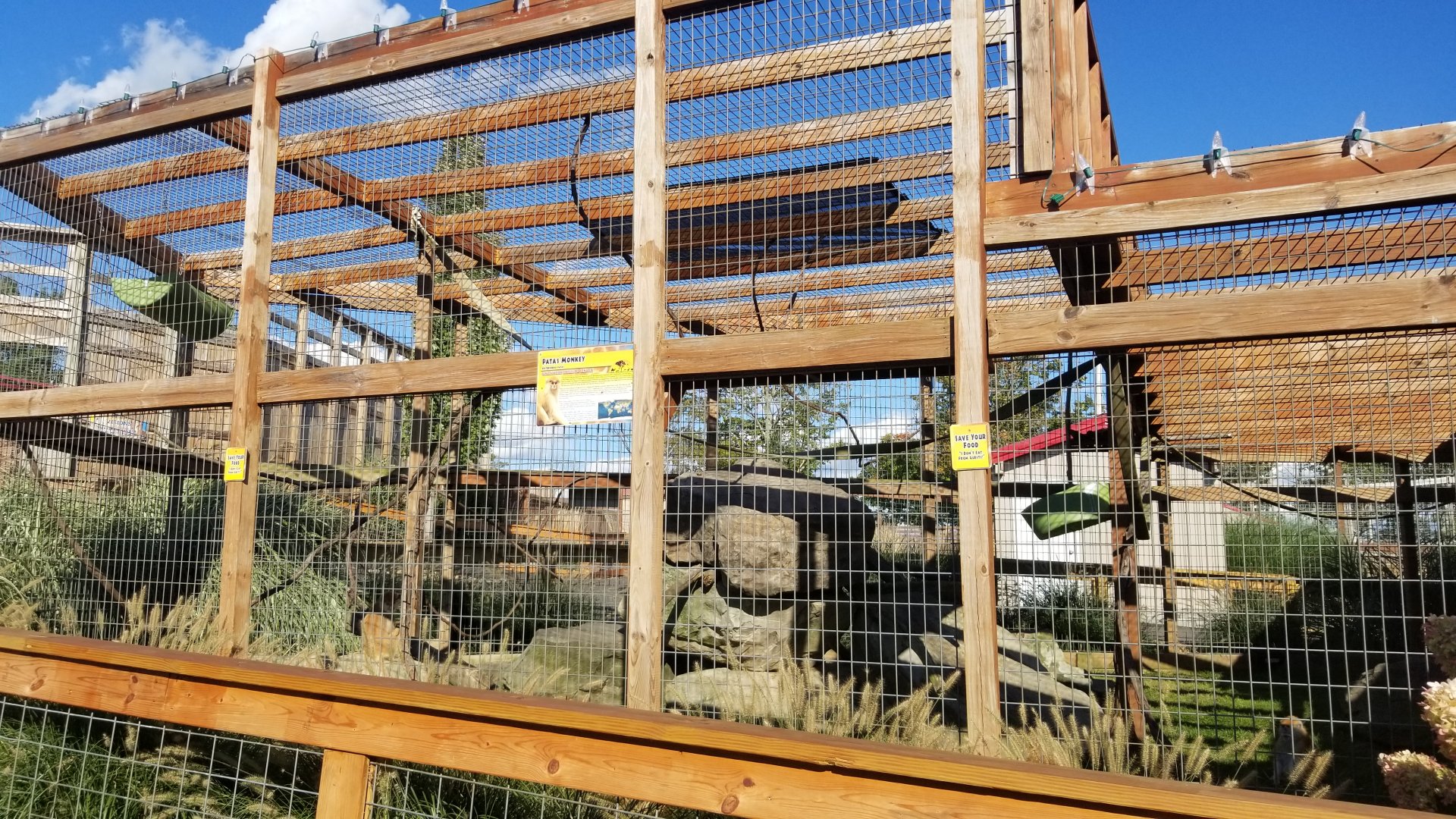 Animal Adventure Park - Patas monkey