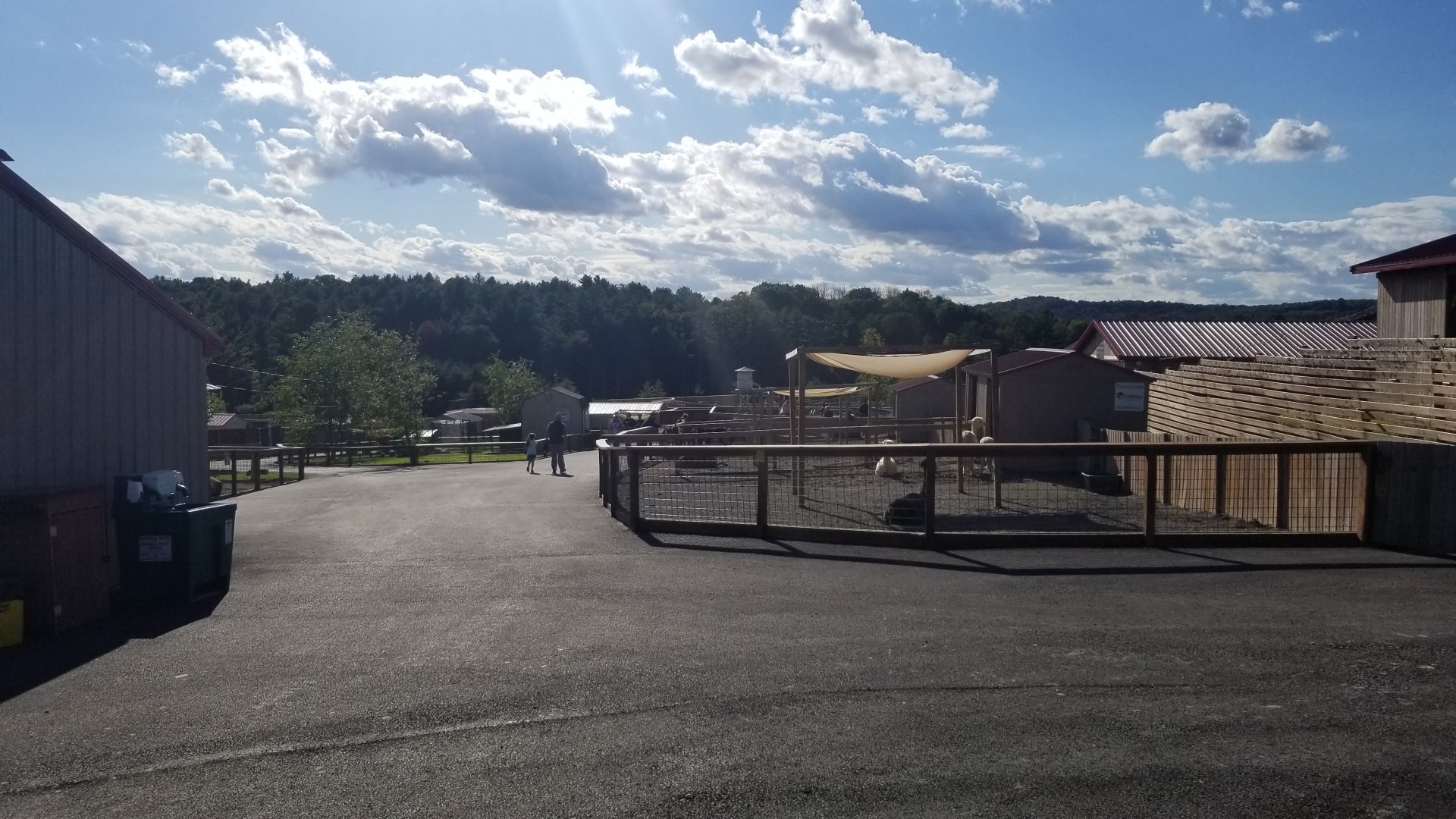 Animal Adventure Park - Path, alpacas