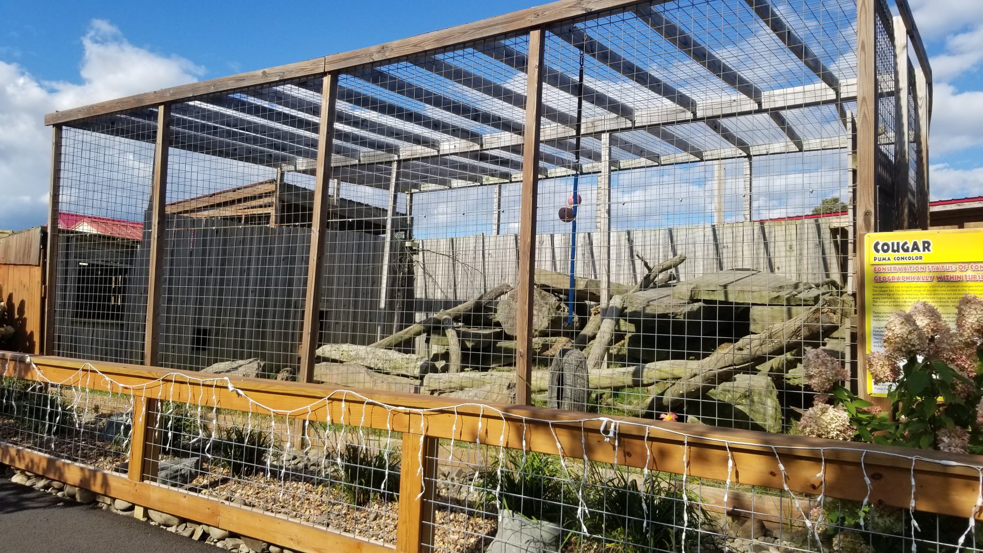 Animal Adventure Park - Puma