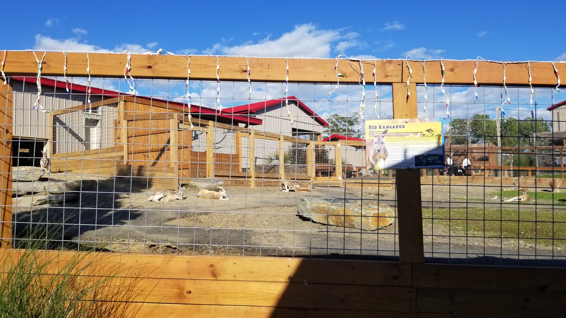 Animal Adventure Park - Red kangaroo