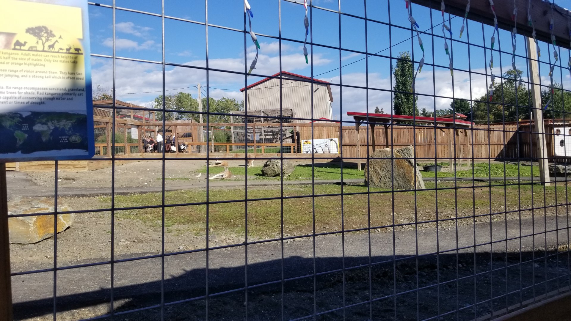 Animal Adventure Park - Red kangaroo