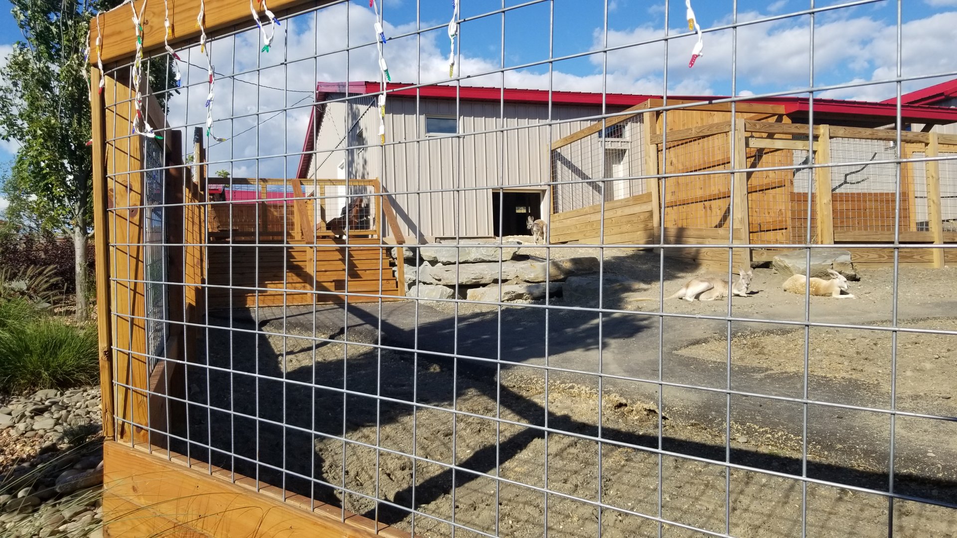 Animal Adventure Park - Red kangaroo