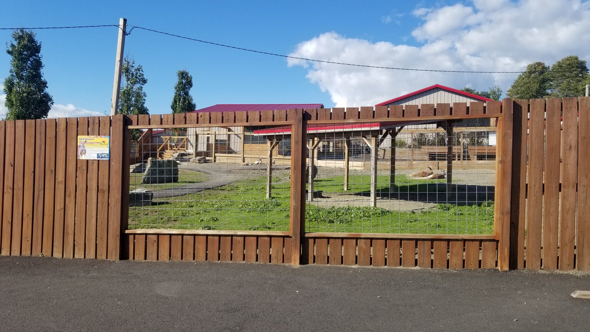 Animal Adventure Park - Red kangaroo