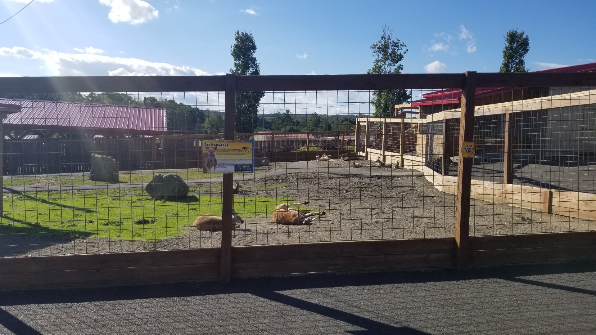 Animal Adventure Park - Red kangaroo