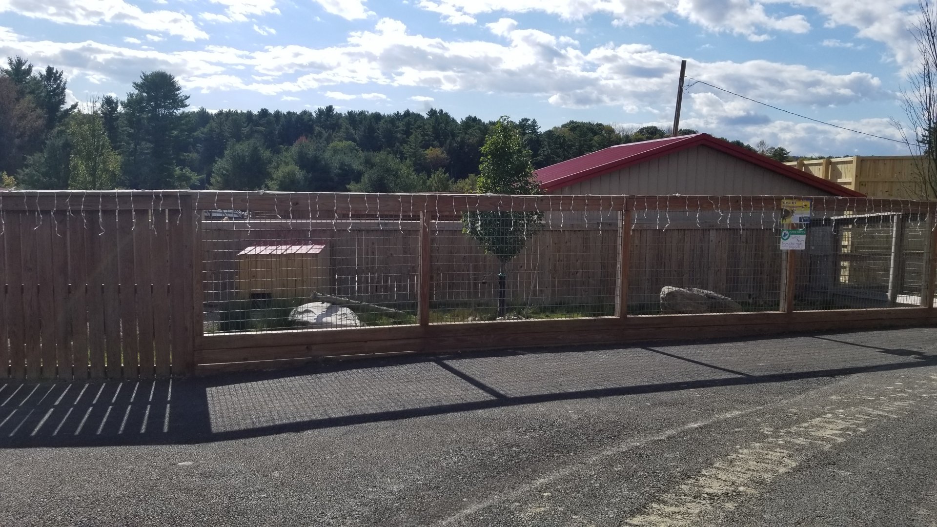 Animal Adventure Park - Reeve's muntjac