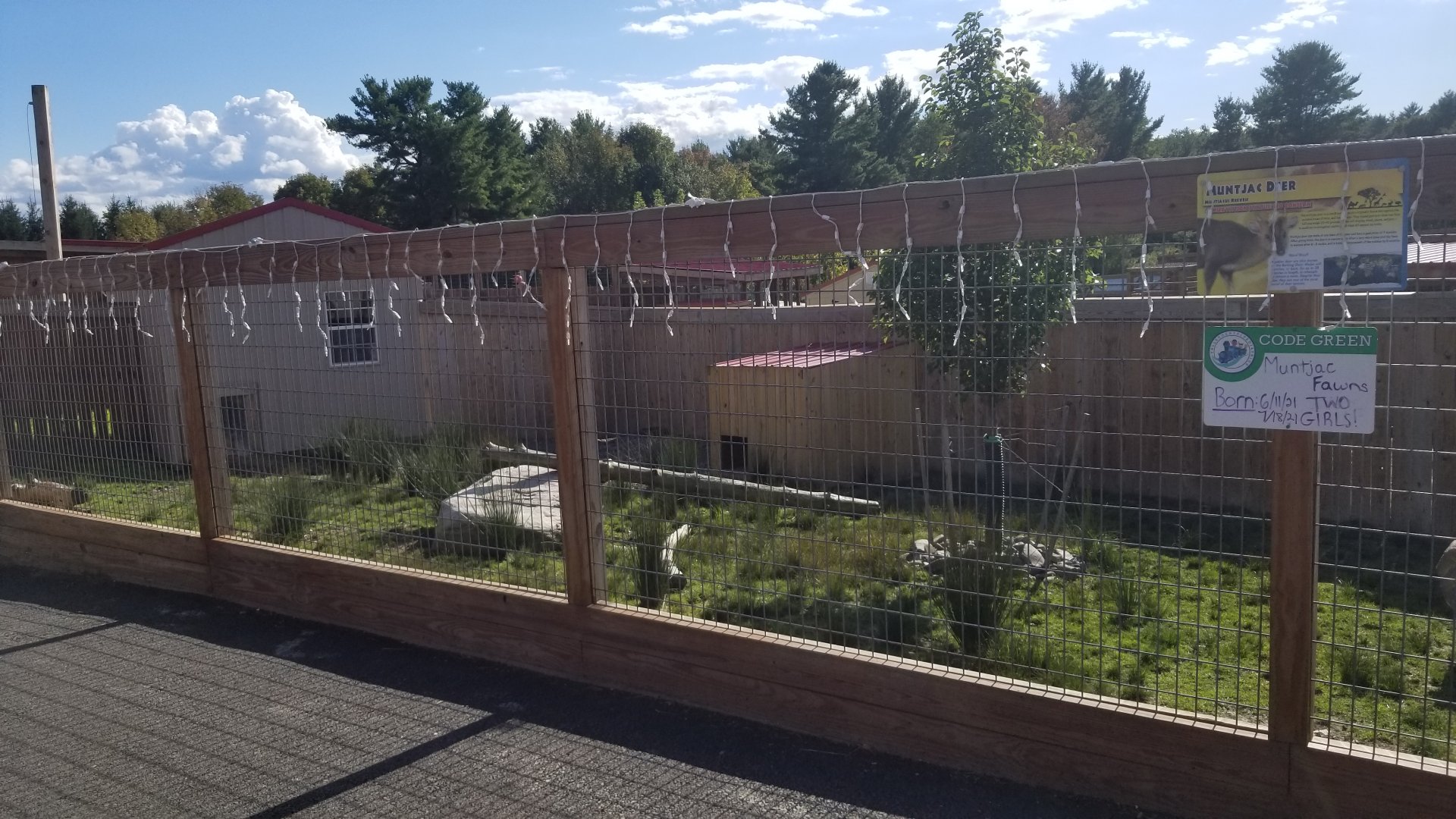 Animal Adventure Park - Reeve's muntjac