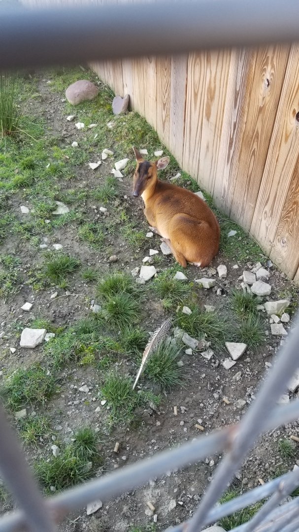 Animal Adventure Park - Reeve's muntjac