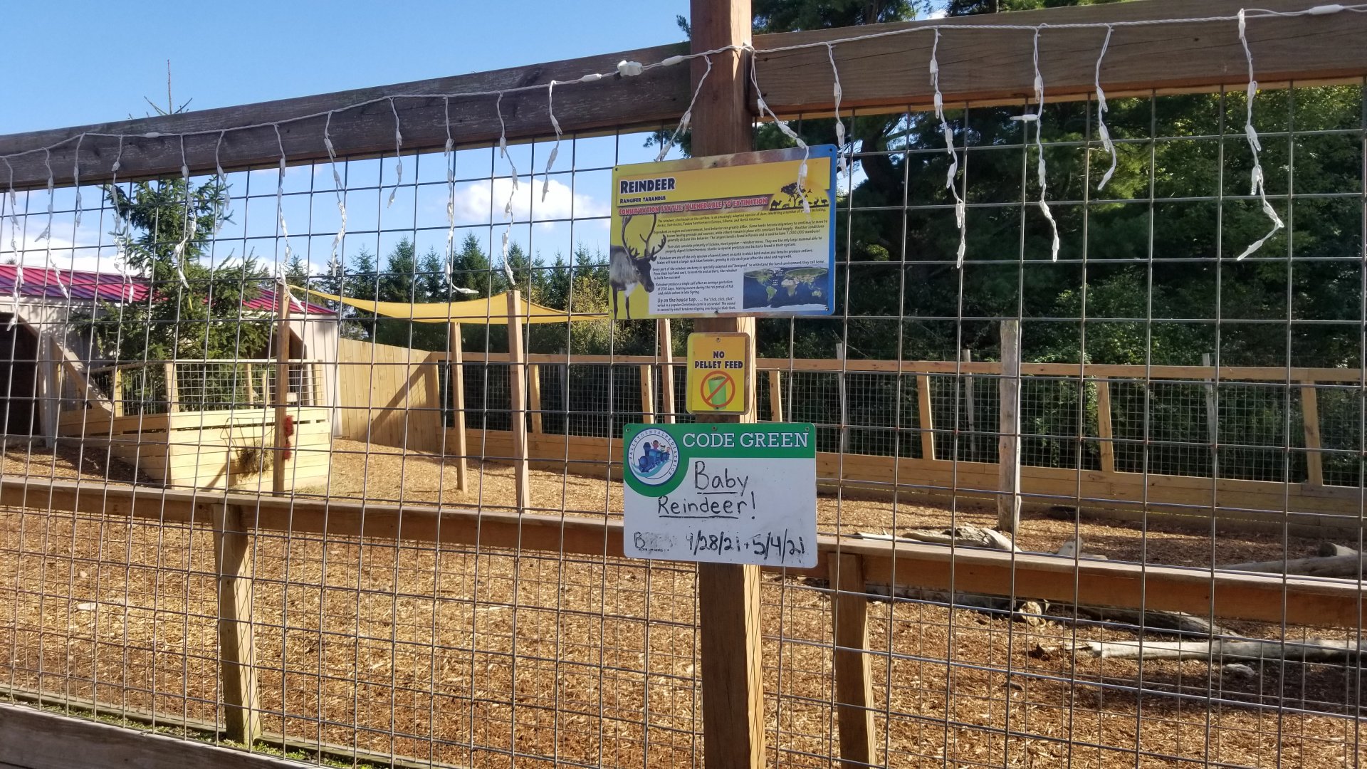 Animal Adventure Park - Reindeer