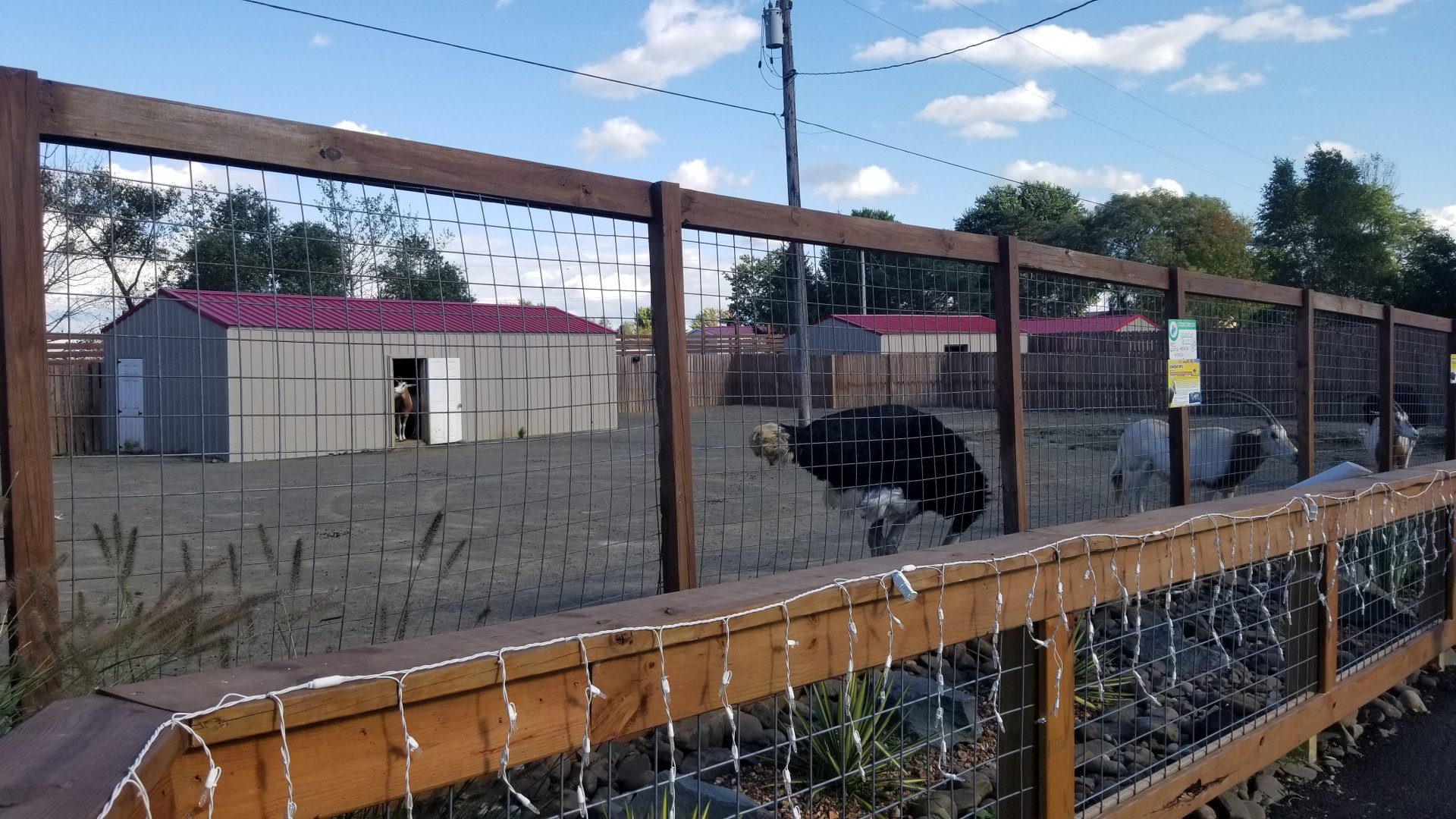 Animal Adventure Park - Scimitar oryx, ostrich