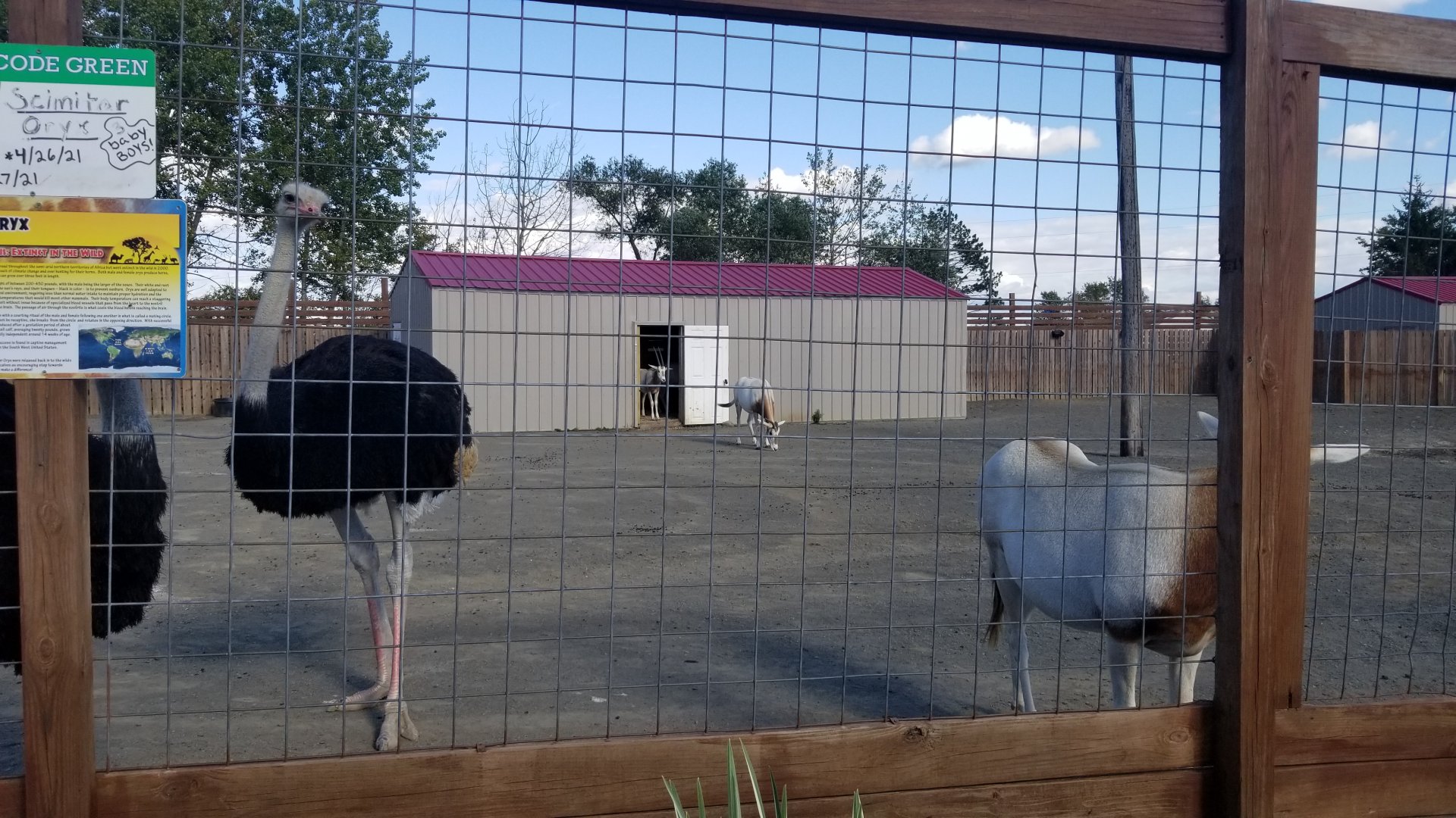 Animal Adventure Park - Scimitar oryx, ostrich