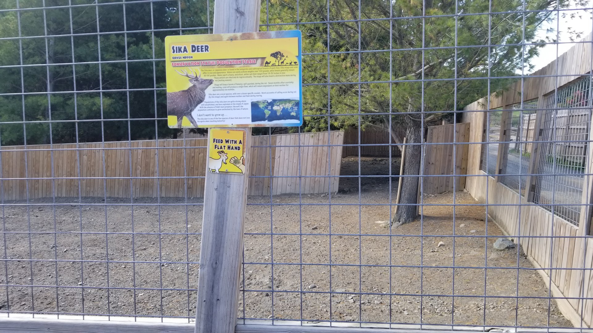 Animal Adventure Park - Sika & Fallow deer