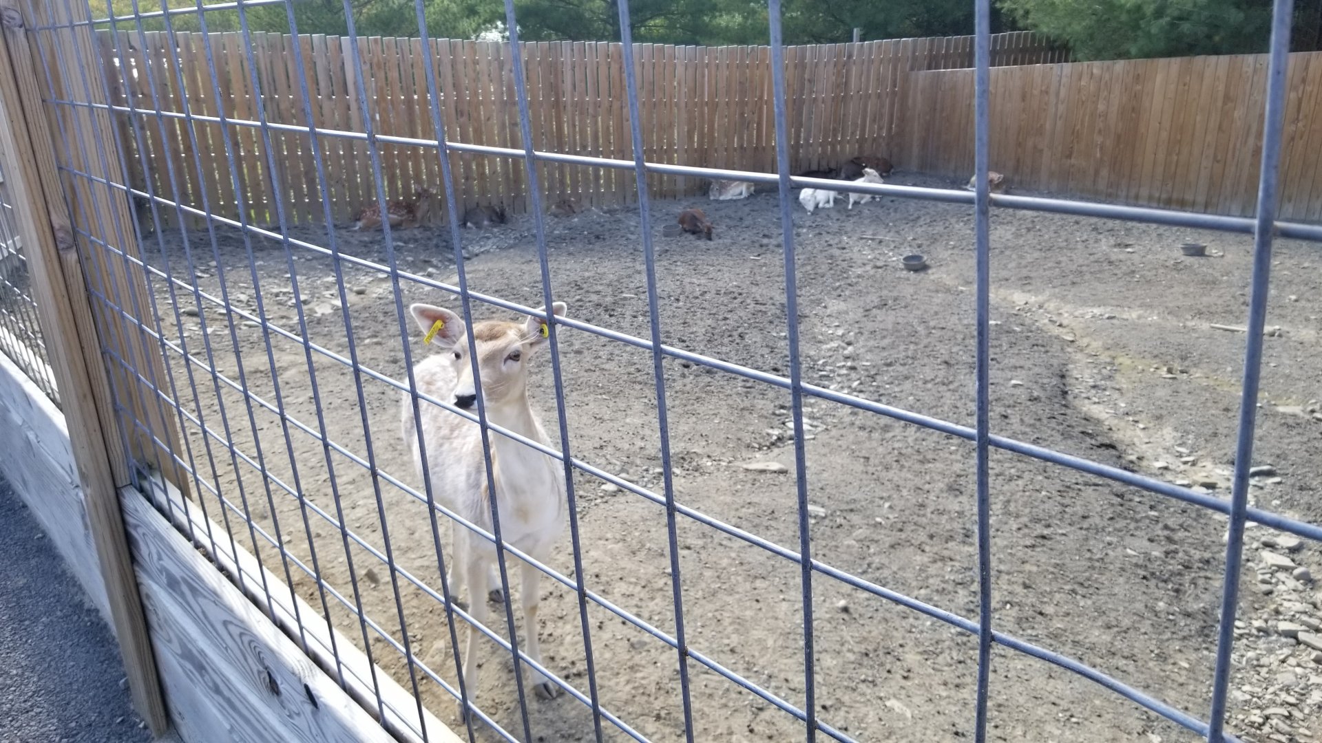 Animal Adventure Park - Sika & Fallow deer