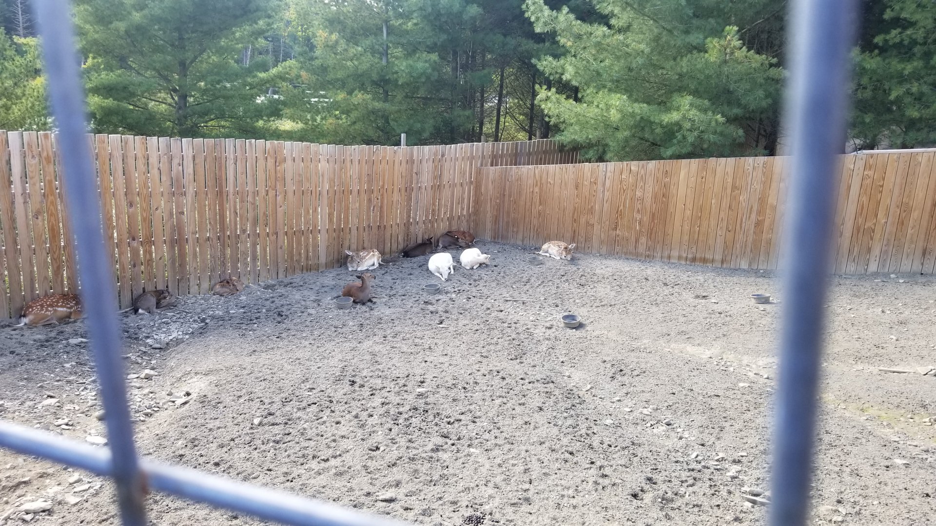 Animal Adventure Park - Sika & Fallow deer