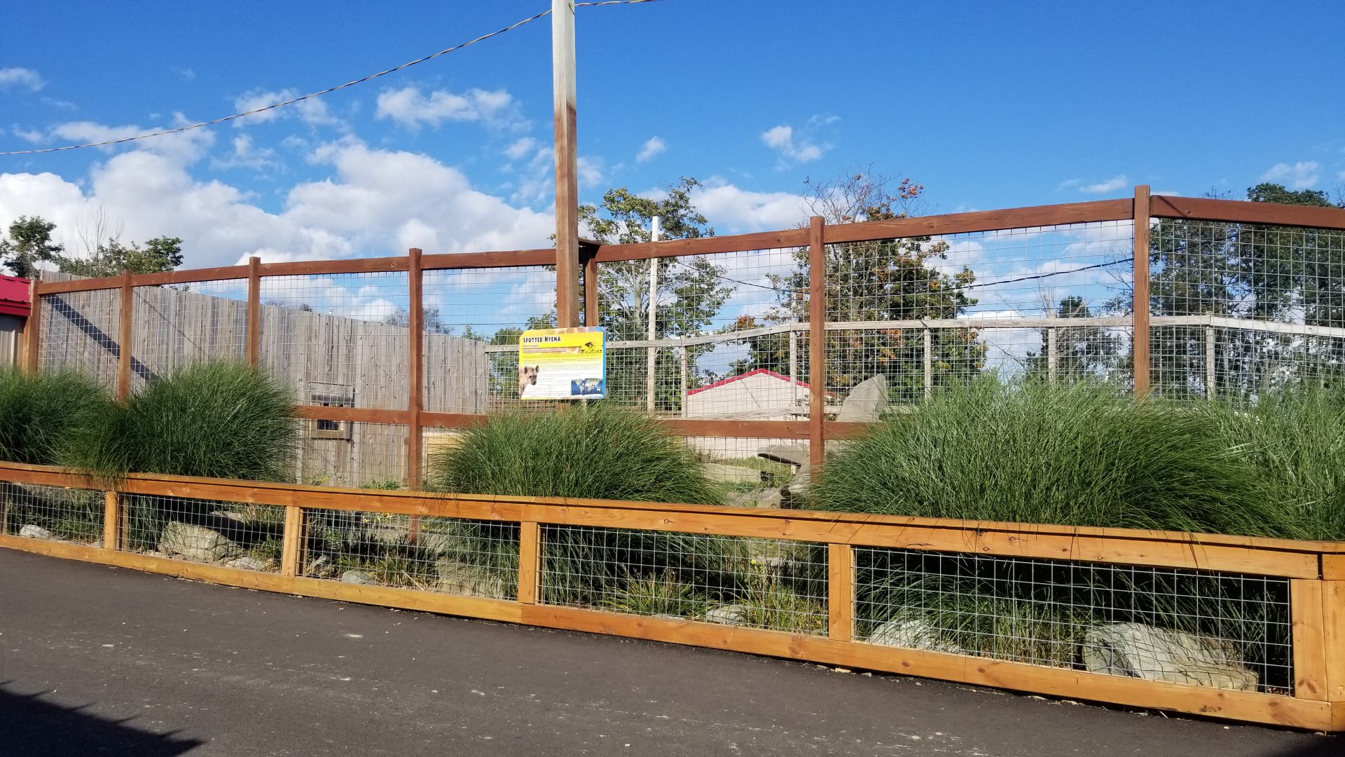 Animal Adventure Park - Spotted hyena