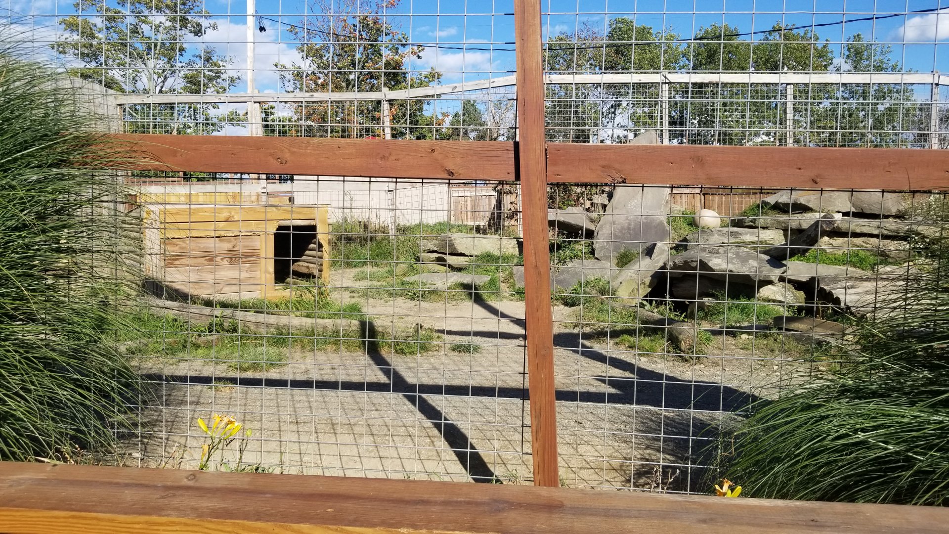 Animal Adventure Park - Spotted hyena