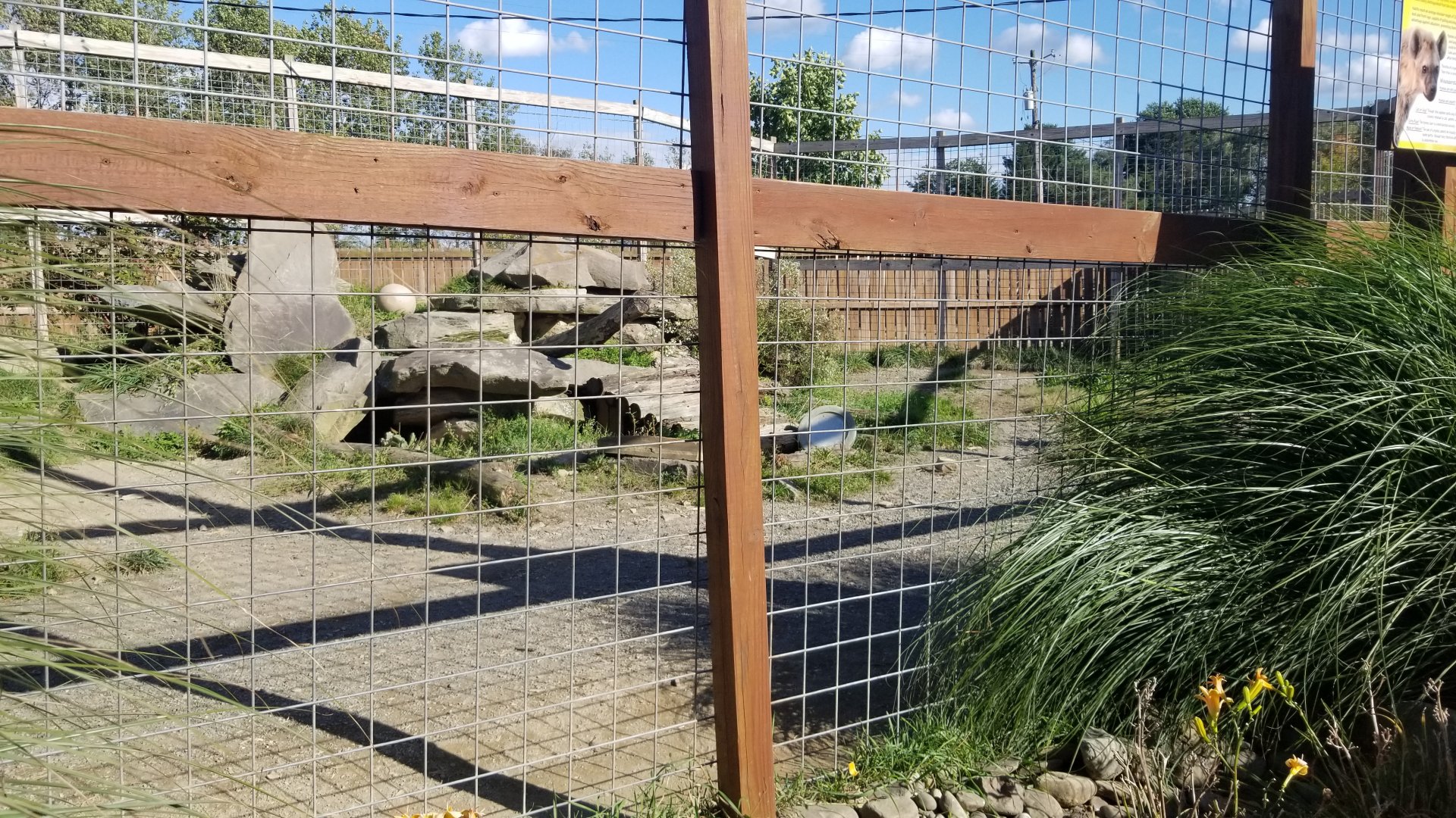 Animal Adventure Park - Spotted hyena