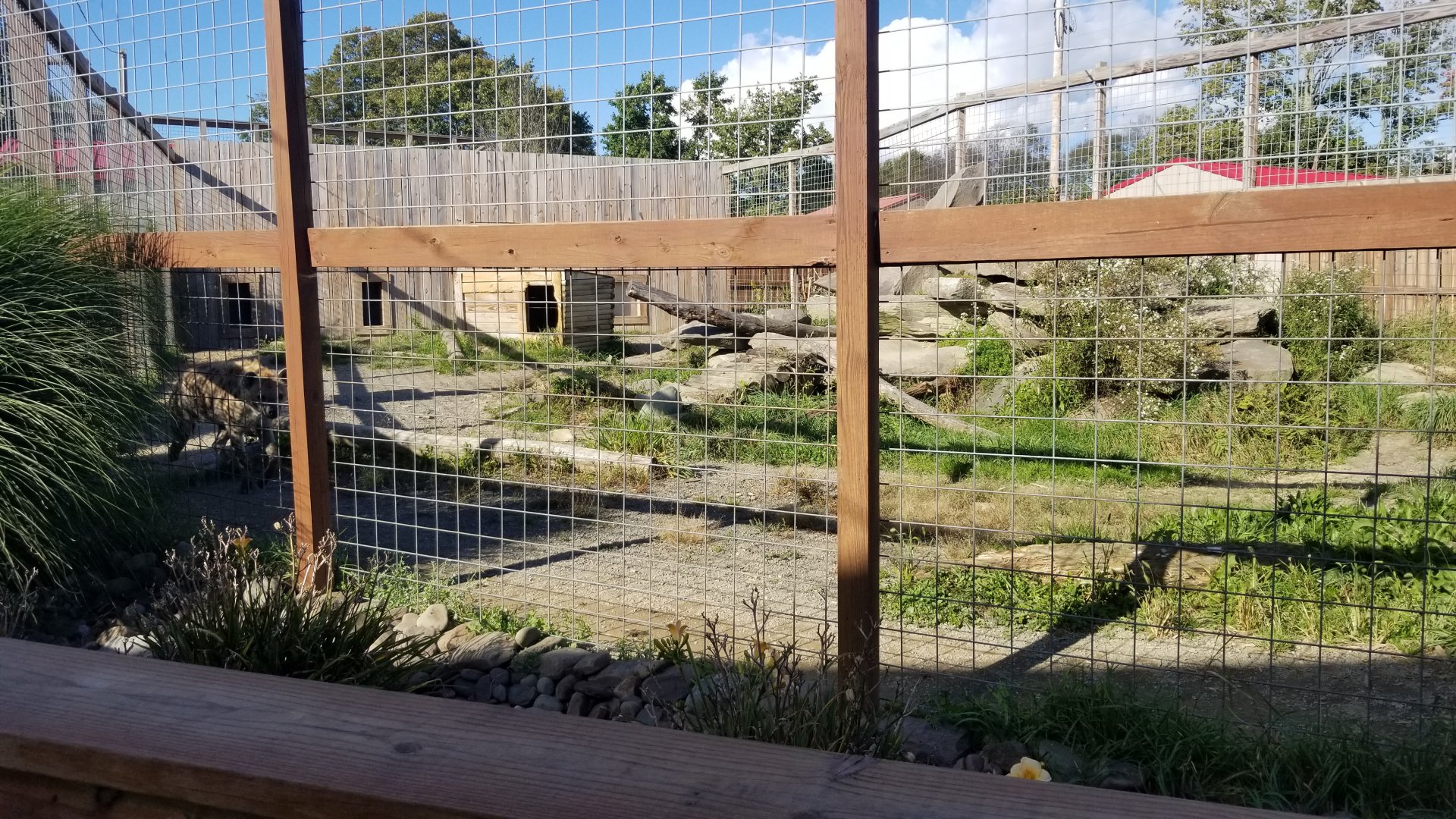 Animal Adventure Park - Spotted hyena