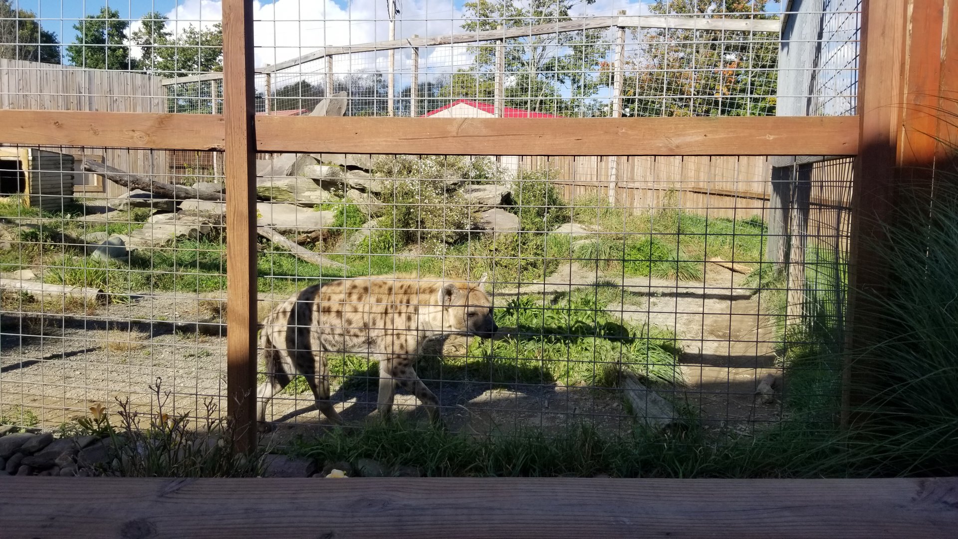 Animal Adventure Park - Spotted hyena