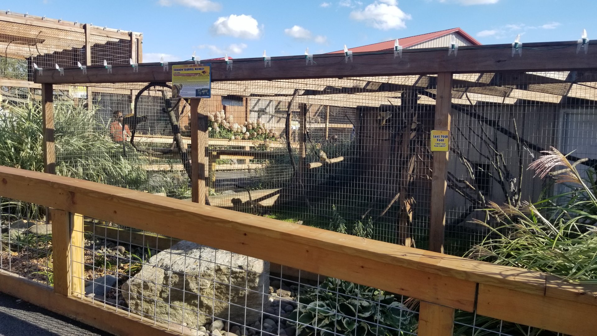 Animal Adventure Park - Squirrel monkey
