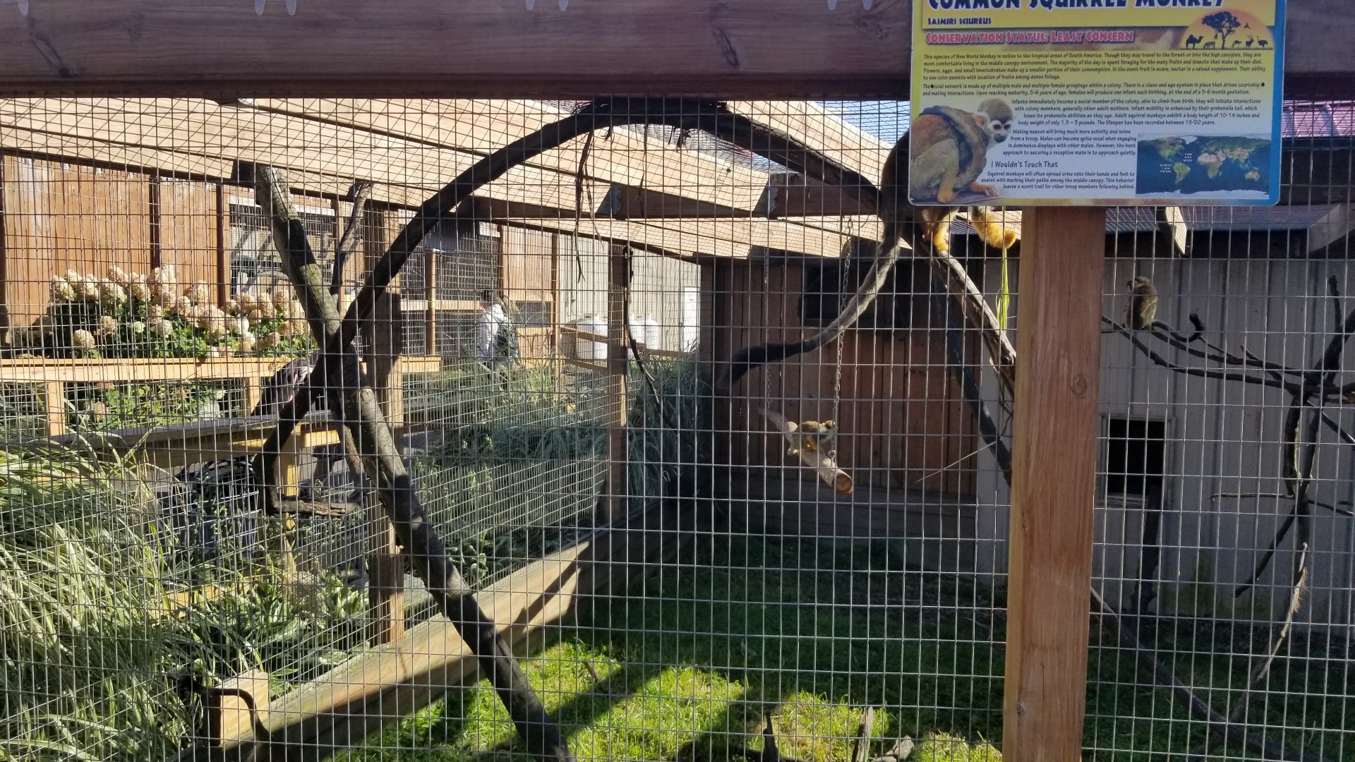 Animal Adventure Park - Squirrel monkey