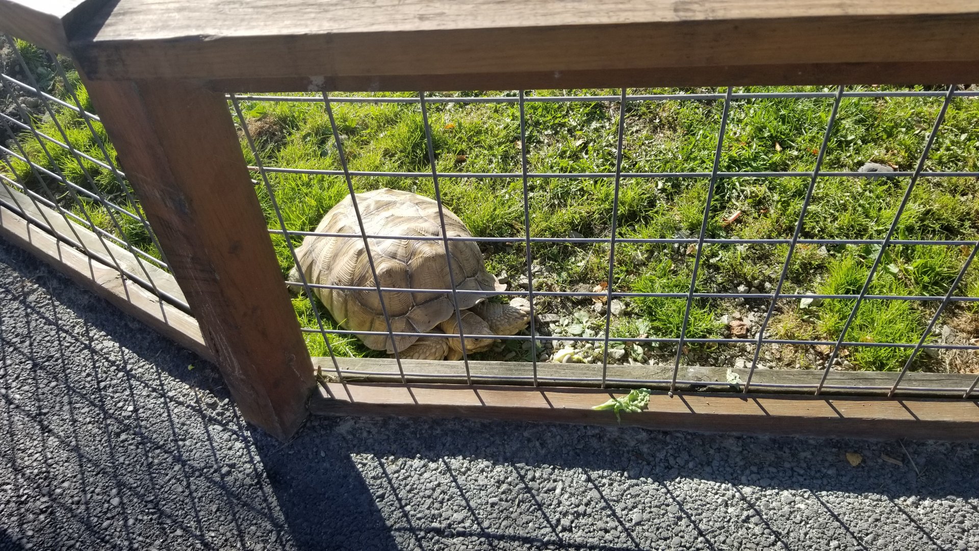 Animal Adventure Park - Tortoise