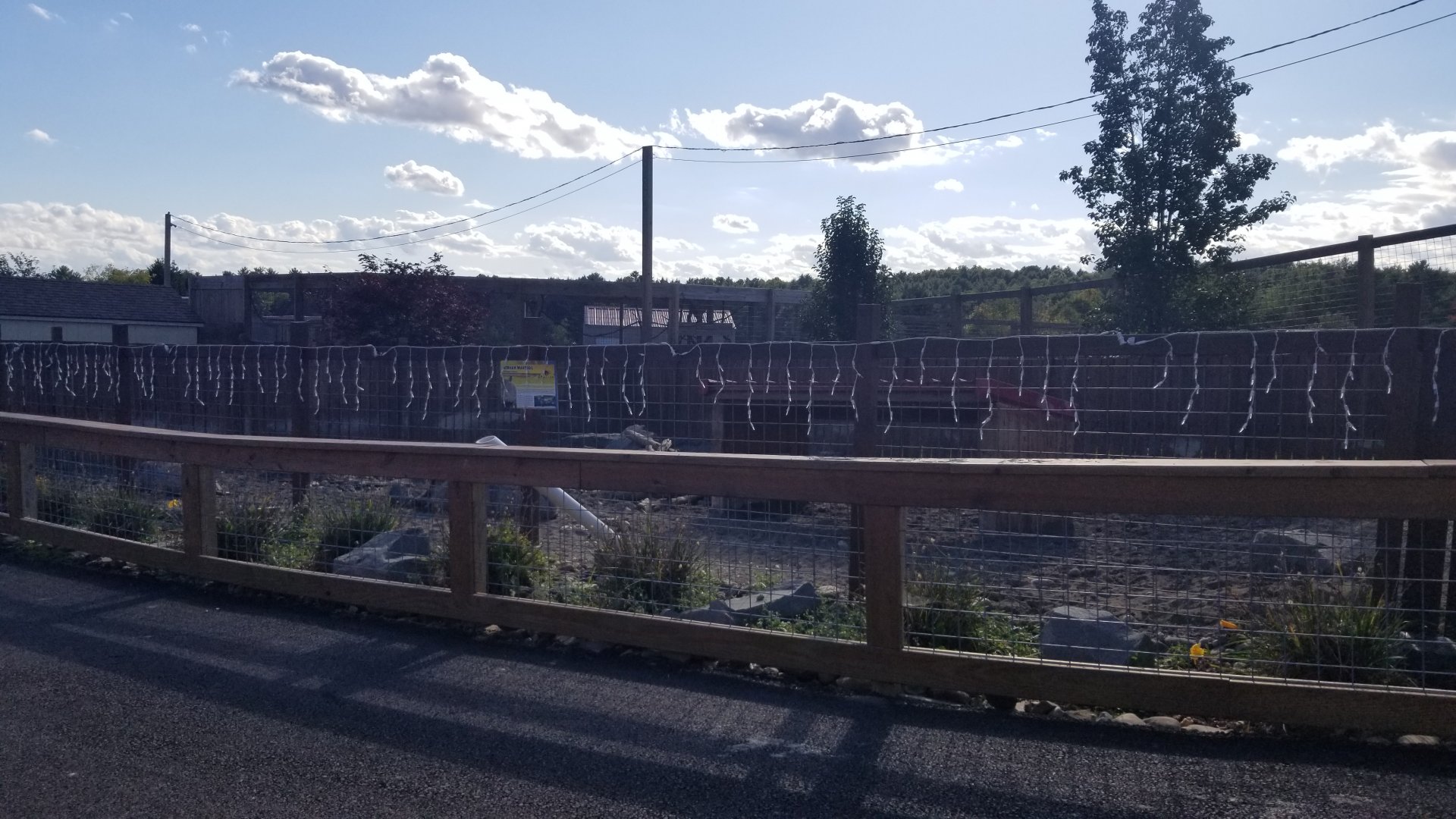 Animal Adventure Park - Warthog