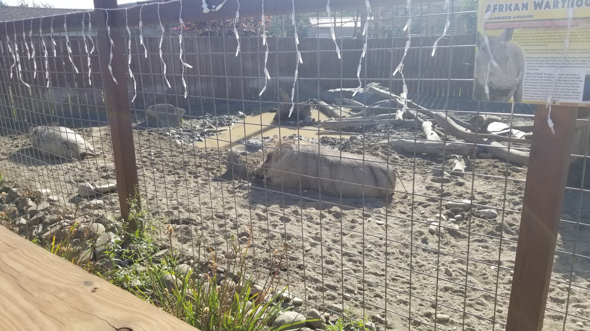 Animal Adventure Park - Warthog