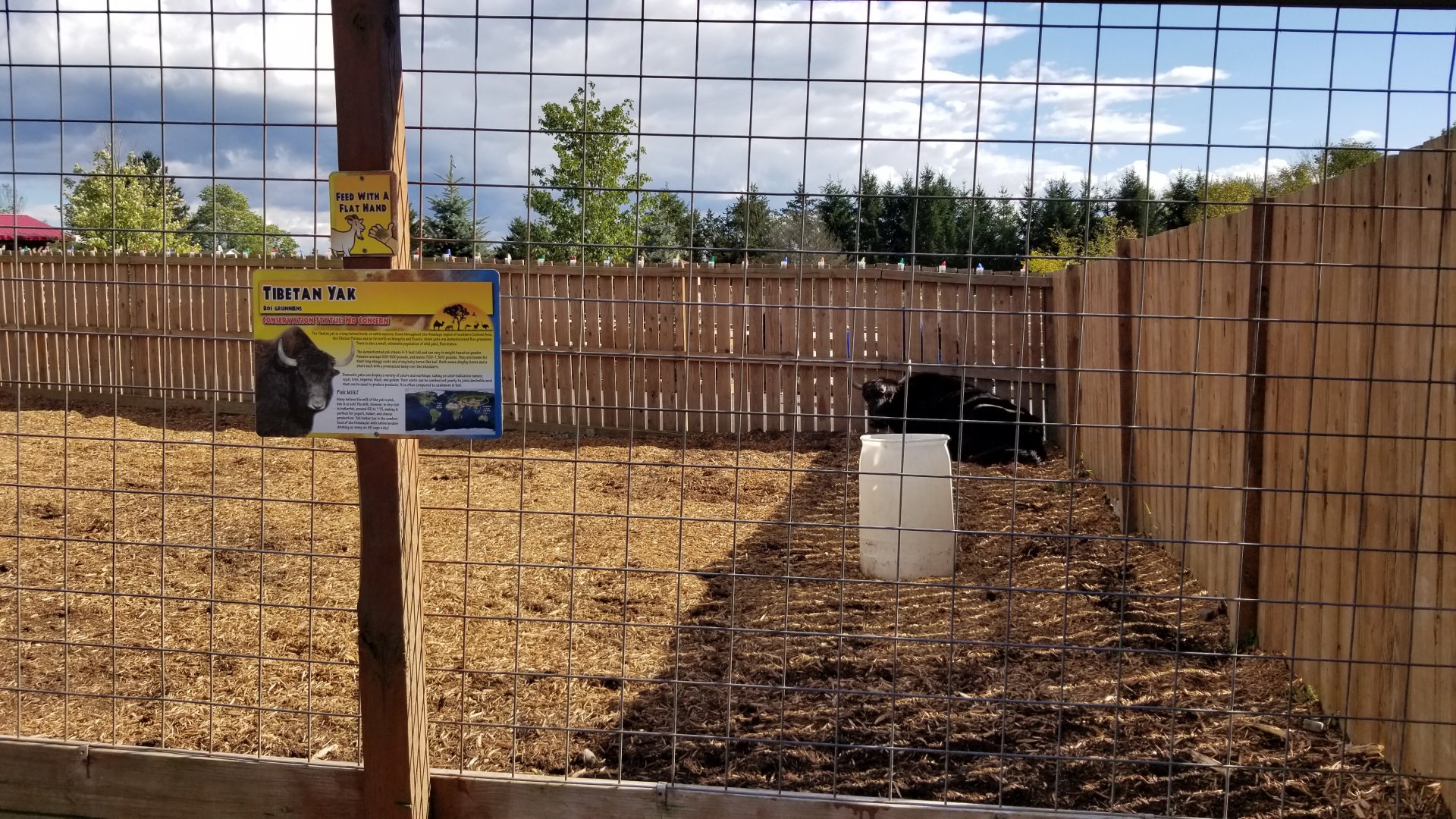 Animal Adventure Park - Yak