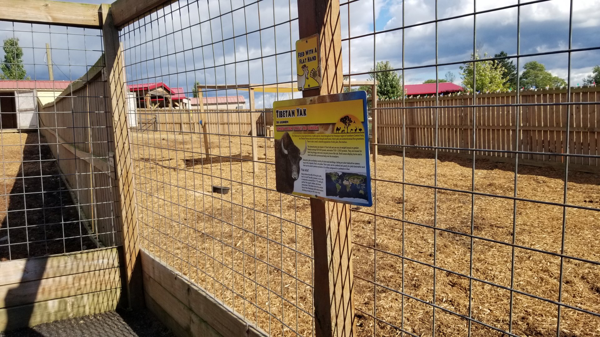 Animal Adventure Park - Yak