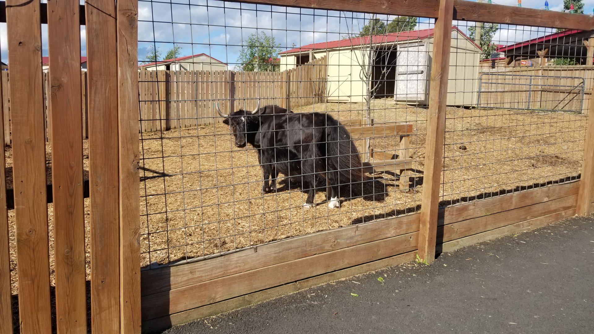 Animal Adventure Park - Yak
