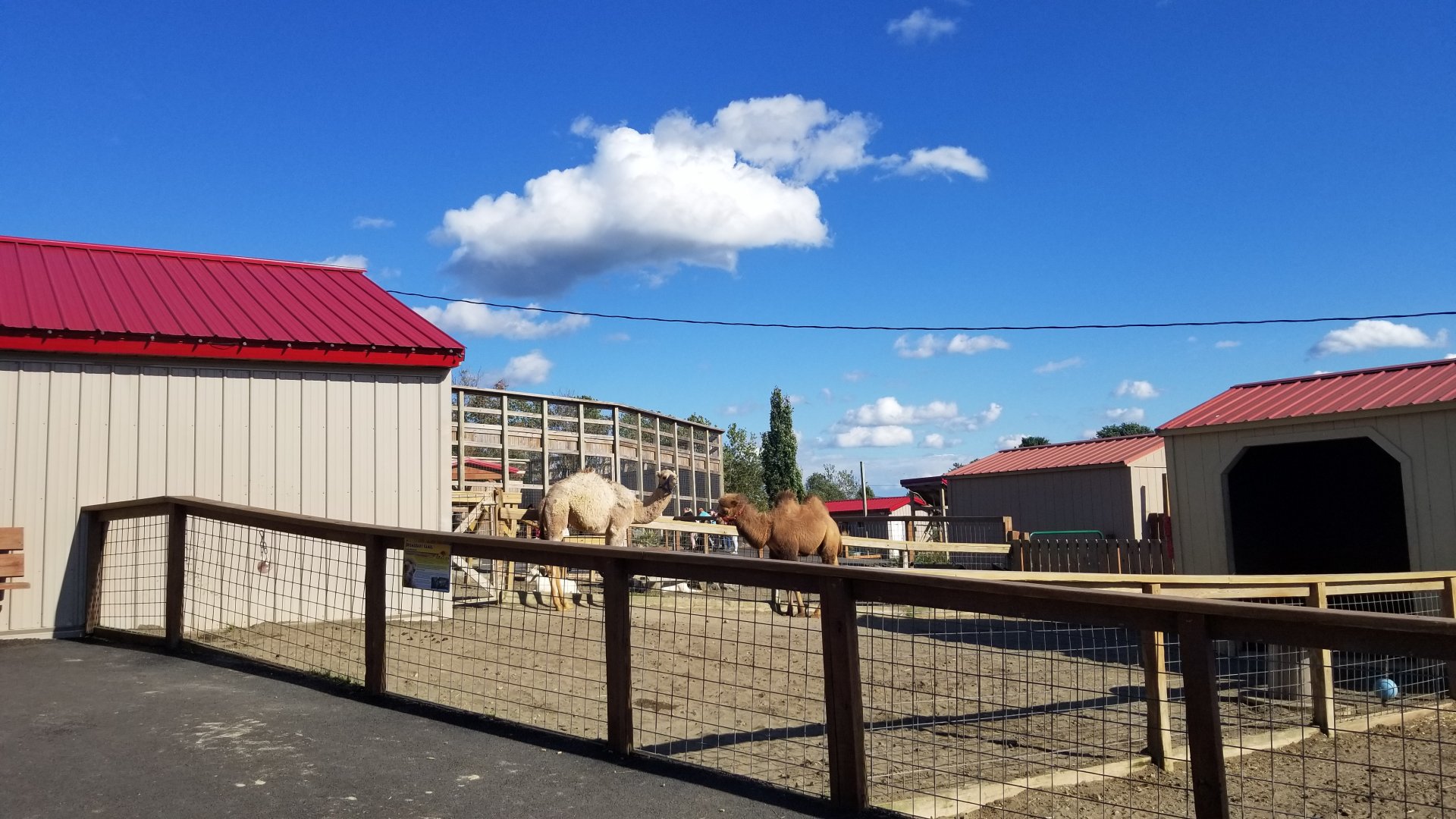 Animal Adventure Park - Young camels