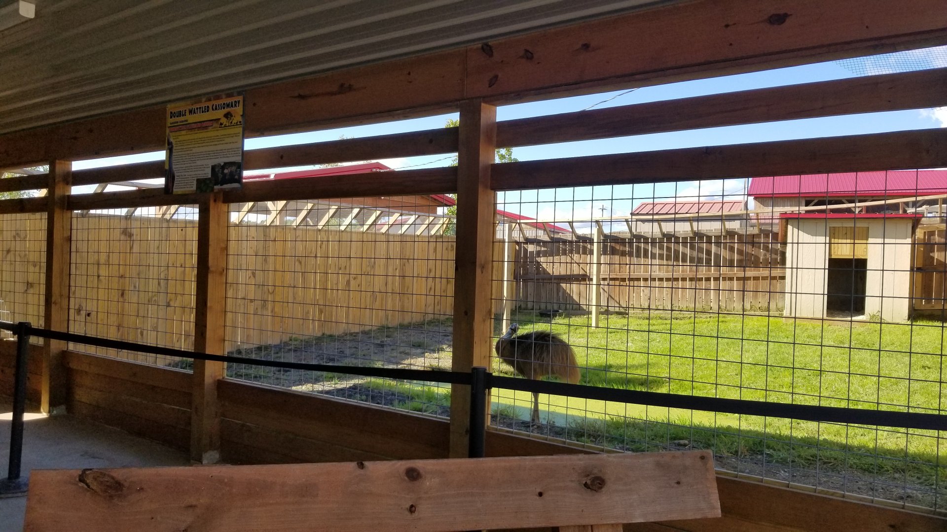 Animal Adventure Park - young Cassowary