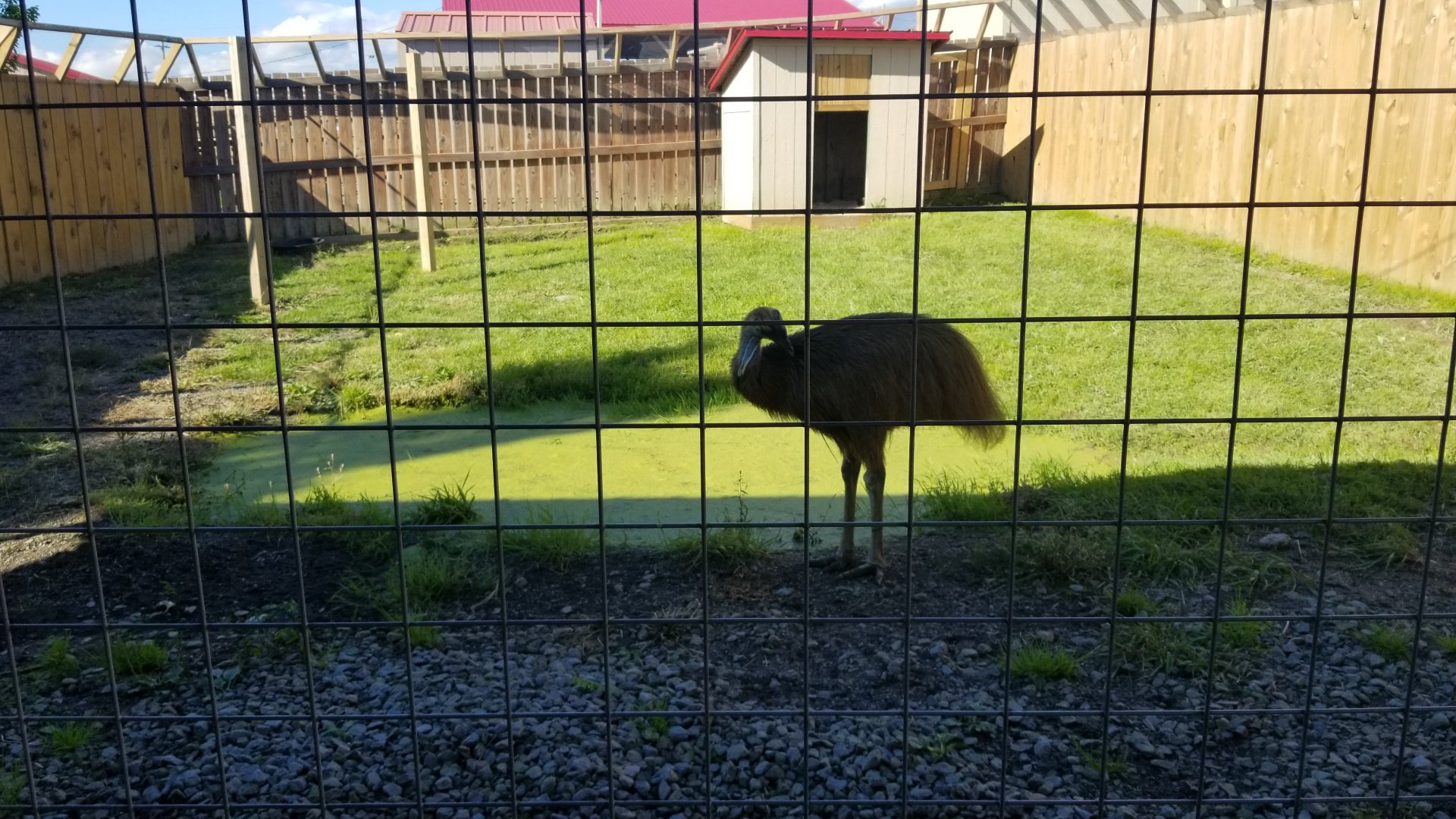 Animal Adventure Park - young Cassowary