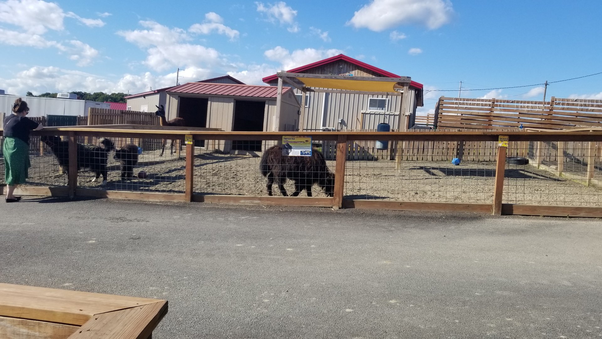 Animal Adventure Park - Young yaks