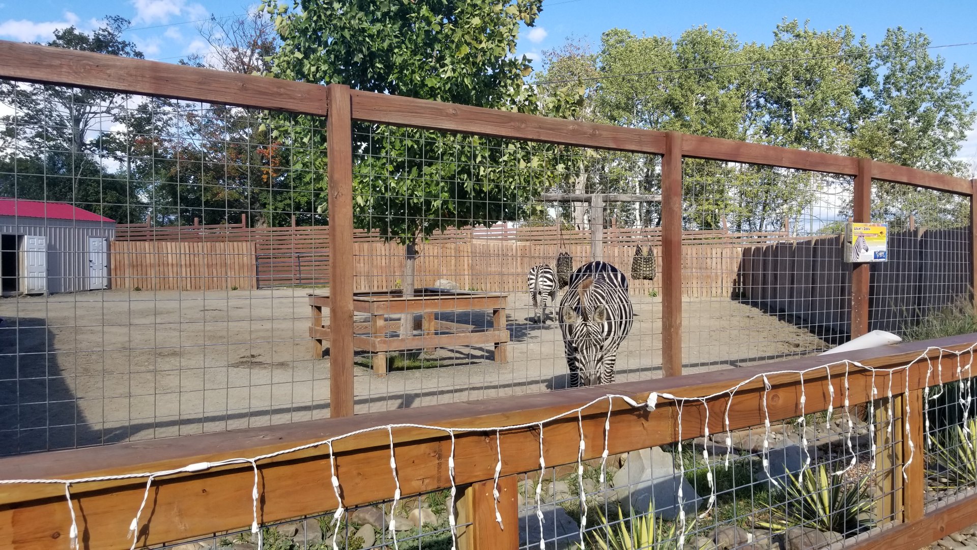 Animal Adventure Park - Zebra