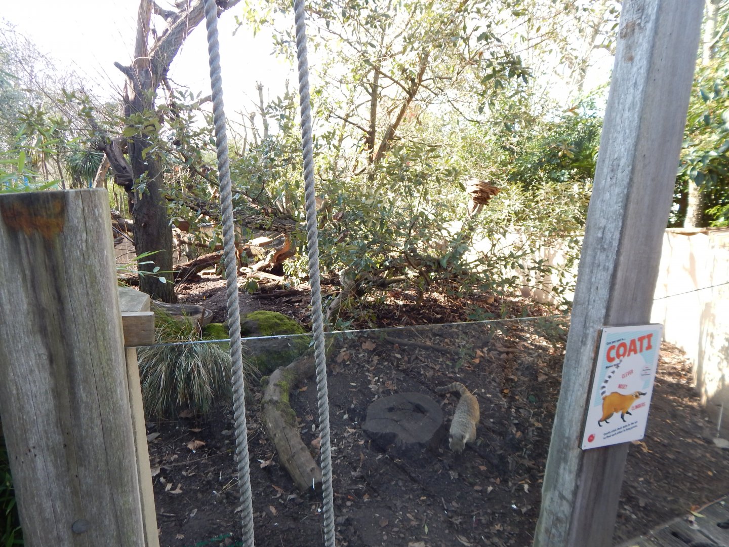 Animal Adventure - South American coati exhibit 180322