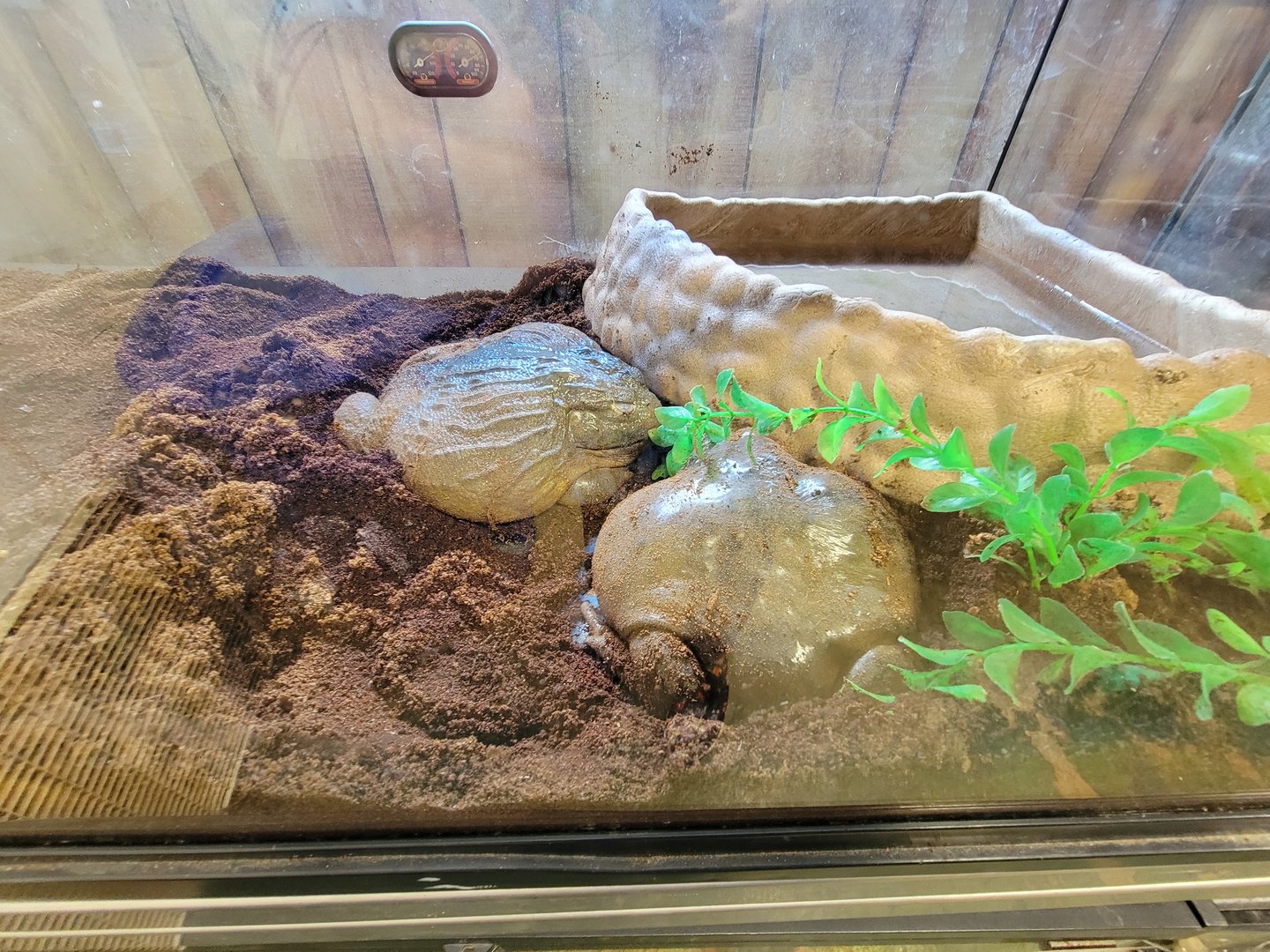 Animal Adventures MA 7/22 - African bullfrogs