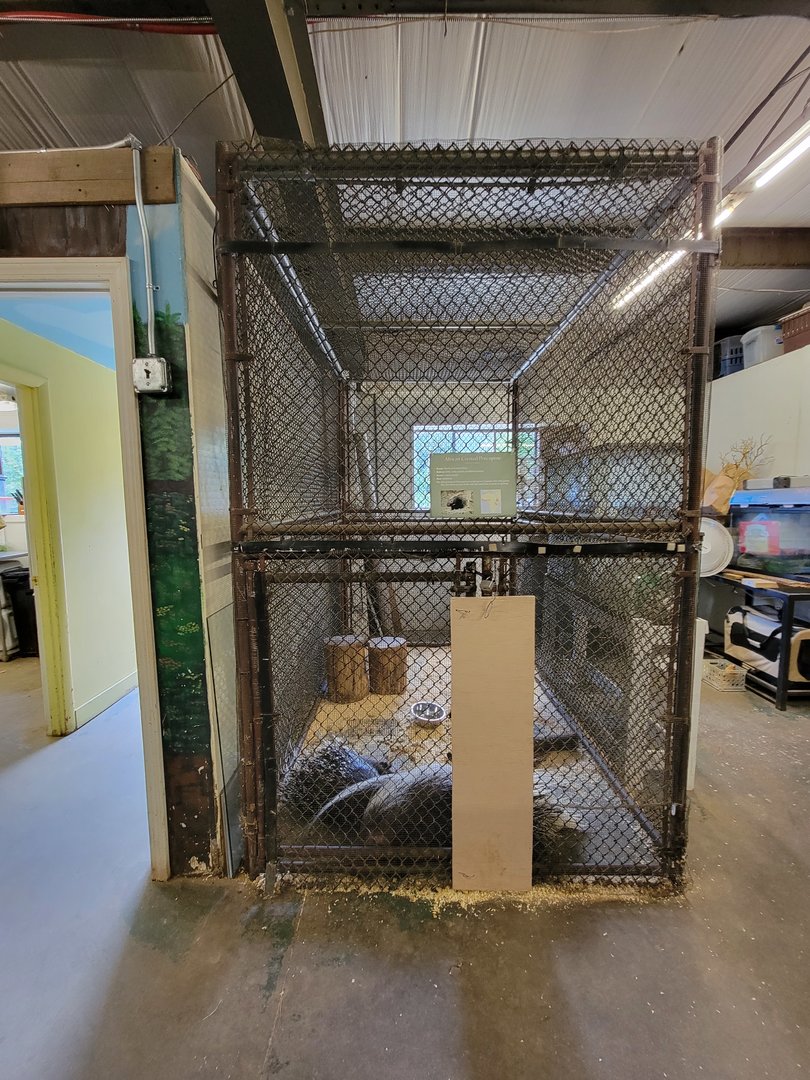 Animal Adventures MA 7/22 - African crested porcupines