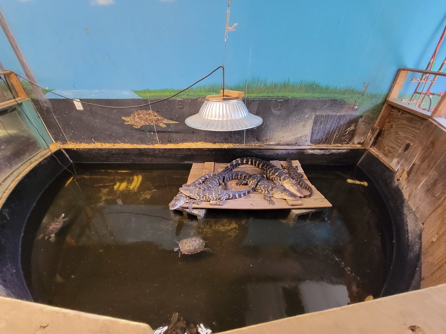 Animal Adventures MA 7/22 - American alligators, unsigned alligator snapping turtles