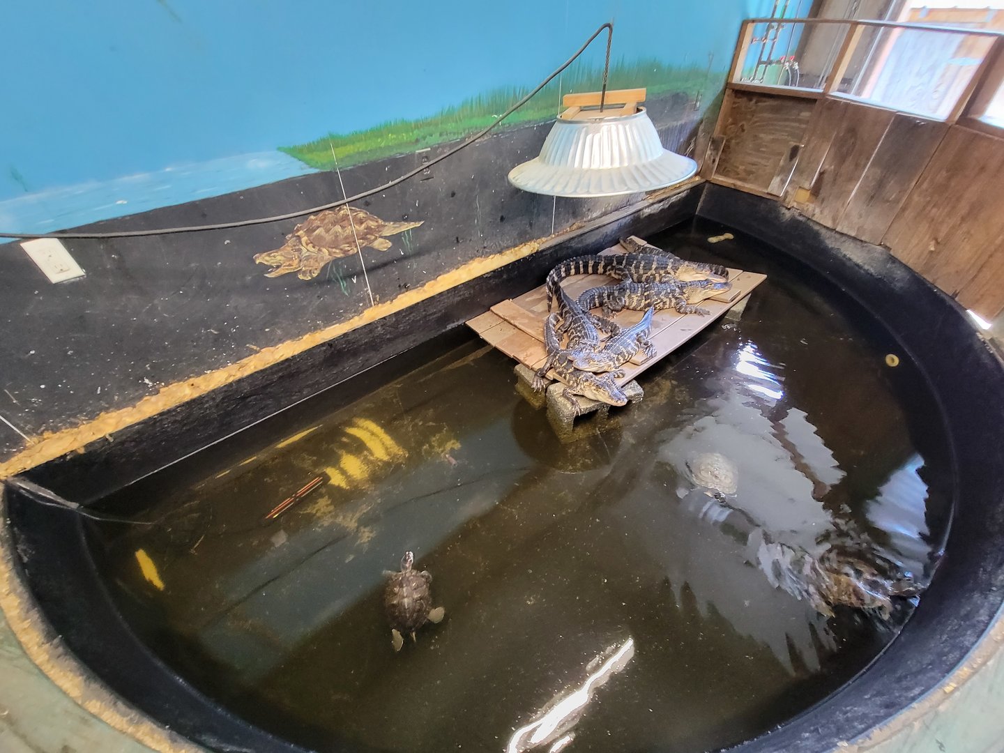 Animal Adventures MA 7/22 - American alligators, unsigned alligator snapping turtles