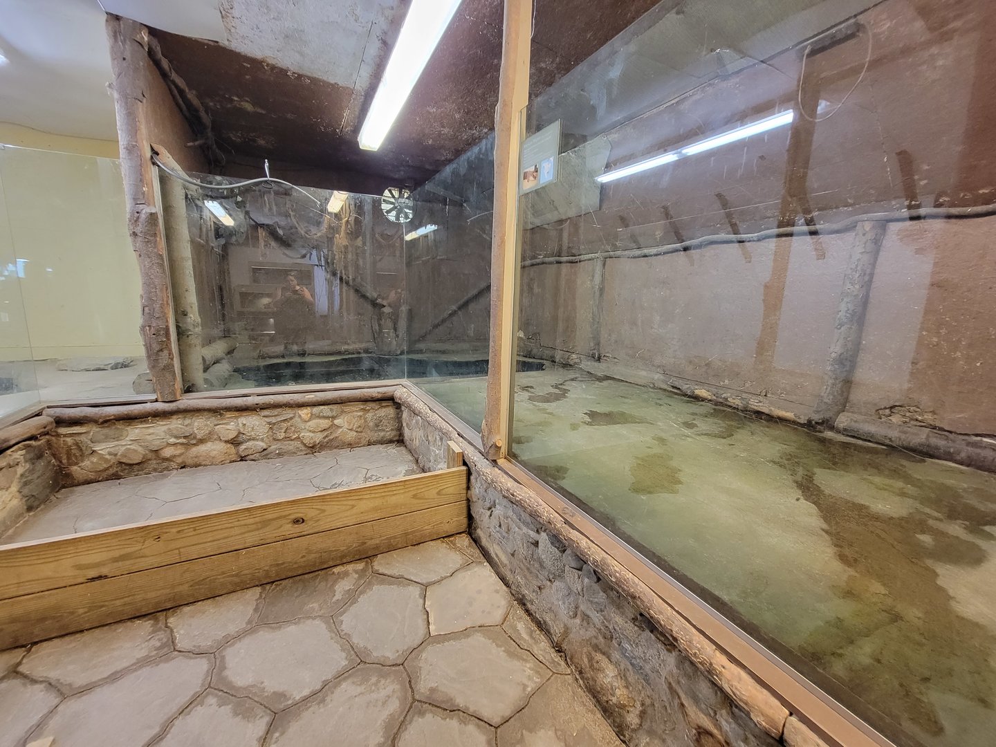 Animal Adventures MA 7/22 - American alligators