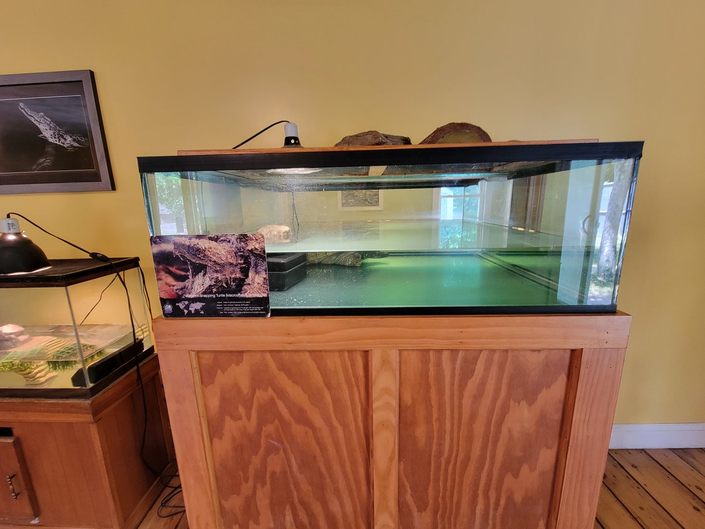 Animal Adventures MA 7/22 - Another snapping turtle