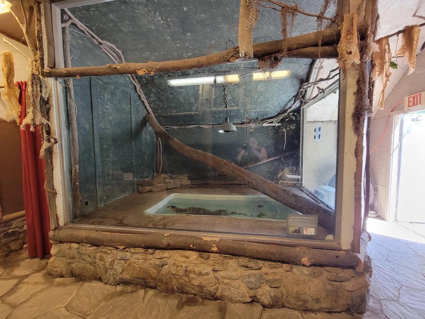 Animal Adventures MA 7/22 - Asian water monitor